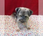 Small #2 Morkie