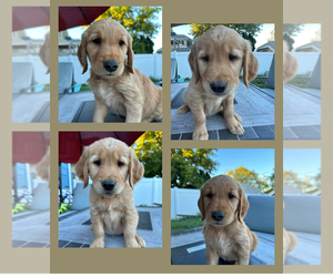 Golden Retriever Puppy for sale in MILWAUKEE, WI, USA