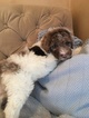 Small Photo #1 Poodle (Standard) Puppy For Sale in BLOOMINGTON, UT, USA