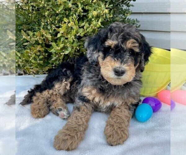 Medium Photo #3 Goldendoodle (Miniature) Puppy For Sale in NEWPORT, PA, USA