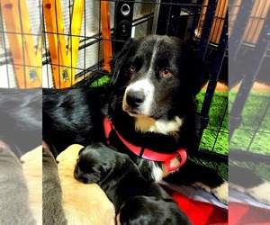 Border Collie Dogs for adoption in Hewitt, NJ, USA