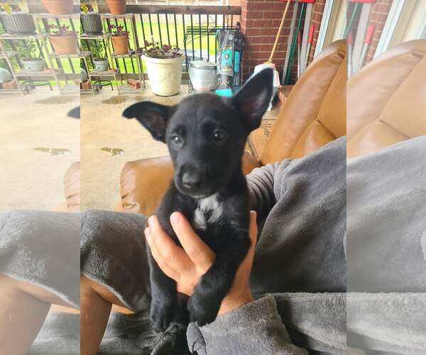 Medium Photo #2 Mutt Puppy For Sale in Stevens Point, WI, USA