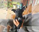 Small #1 Mutt