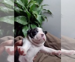Small Photo #2 Boston Terrier Puppy For Sale in LOUISVILLE, KY, USA