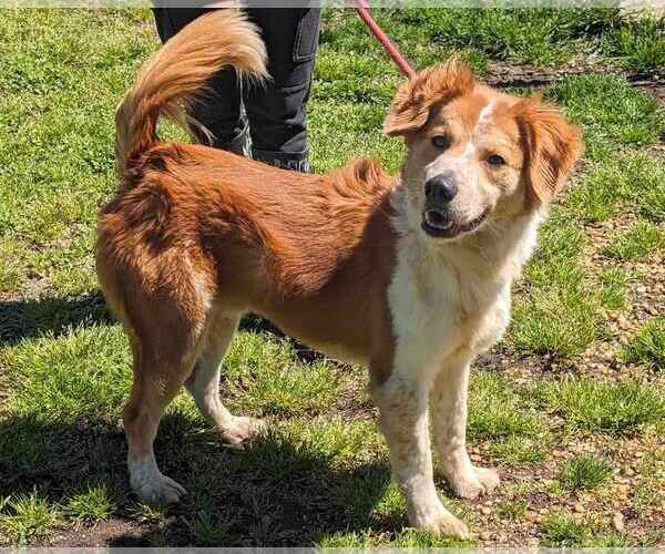 Medium Photo #4 Australian Shepherd-English Shepherd Mix Puppy For Sale in Anniston, AL, USA