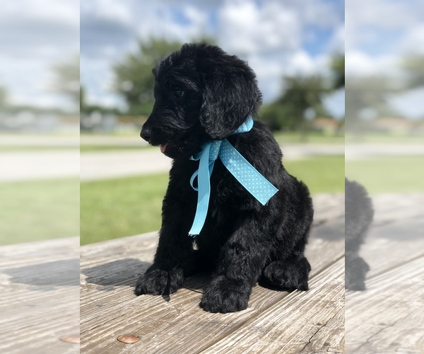 Medium Photo #7 Goldendoodle Puppy For Sale in KISSIMMEE, FL, USA