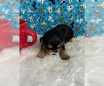 Small Photo #3 Yorkshire Terrier Puppy For Sale in NORMANGEE, TX, USA