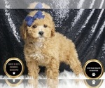 Puppy Loverboy AKC Poodle (Miniature)