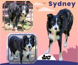 Border-Aussie Dogs for adoption in Lindsay, CA, USA