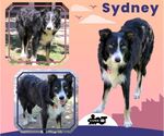Small Border-Aussie