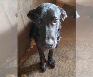 Labrador Retriever-Unknown Mix Dogs for adoption in Chatham, VA, USA