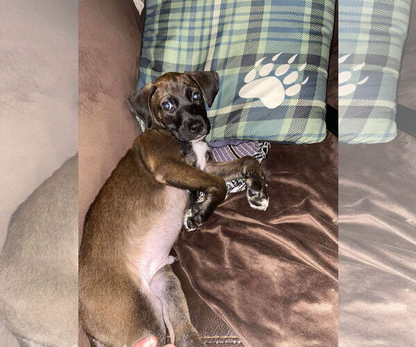 Medium Photo #8 Labrador Retriever-Unknown Mix Puppy For Sale in Stephens City, VA, USA