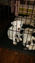 American Bulldog Puppy for sale in GRACEVILLE, FL, USA