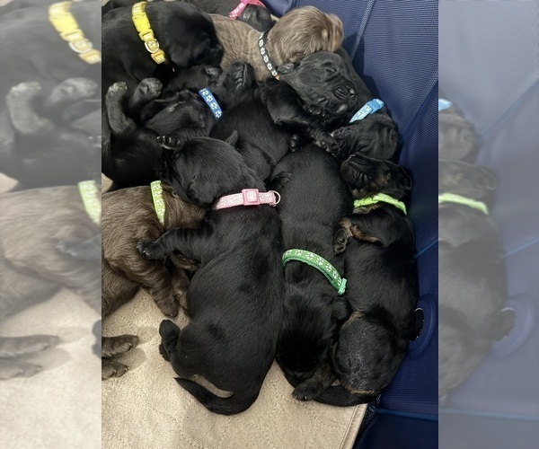 Medium Photo #6 Labradoodle Puppy For Sale in PRESCOTT VALLEY, AZ, USA