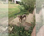 Small #2 Catahoula Leopard Dog
