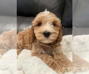 Australian Labradoodle Puppy for sale in WHITE CITY, OR, USA