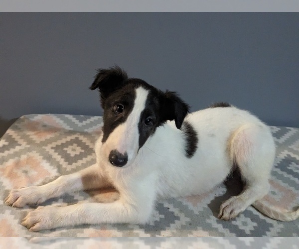 Medium Photo #11 Borzoi Puppy For Sale in FULTON, NY, USA