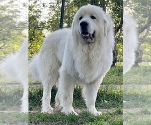 Father of the Great Pyrenees puppies born on 12/31/2022
