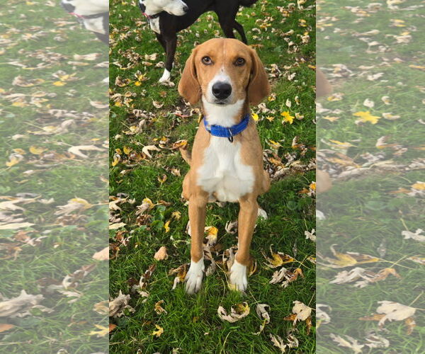 Medium Photo #2 Mutt Puppy For Sale in Oakhurst, NJ, USA