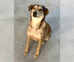 Small #3 Labrador Retriever Mix