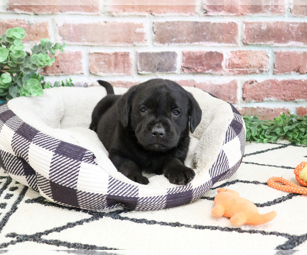 Medium Photo #5 Labrador Retriever Puppy For Sale in SYRACUSE, IN, USA
