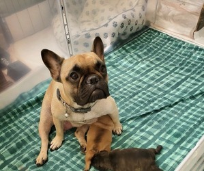 Mother of the French Bulldog puppies born on 06/15/2022