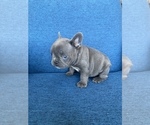 Small Photo #11 French Bulldog Puppy For Sale in MISSOURI CITY, TX, USA