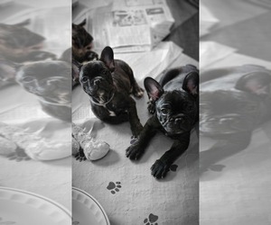 French Bulldog Puppy for sale in ROMULUS, MI, USA