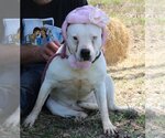 Small Photo #5 Bullypit Puppy For Sale in Bandera, TX, USA