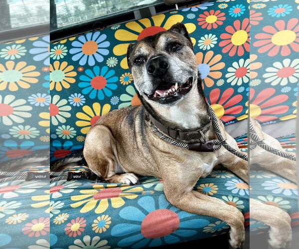 Medium Photo #3 Boxer-Unknown Mix Puppy For Sale in Euless, TX, USA