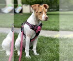 Small #31 American Pit Bull Terrier Mix