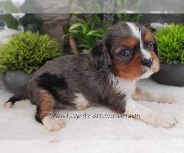 Medium Photo #3 Cavalier King Charles Spaniel Puppy For Sale in CARLISLE, KY, USA