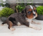 Small #2 Cavalier King Charles Spaniel