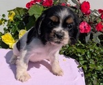 Small Photo #43 Cocker Spaniel Puppy For Sale in GOSHEN, IN, USA