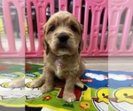 Small #1 Golden Cocker Retriever