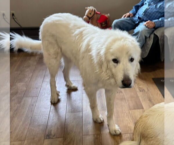 Medium Photo #2 Great Pyrenees Puppy For Sale in Winter Park, CO, USA