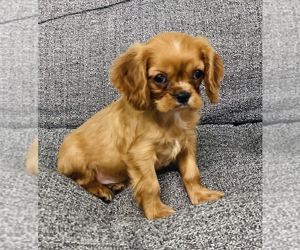 Medium Photo #5 Cavalier King Charles Spaniel Puppy For Sale in CINCINNATI, OH, USA