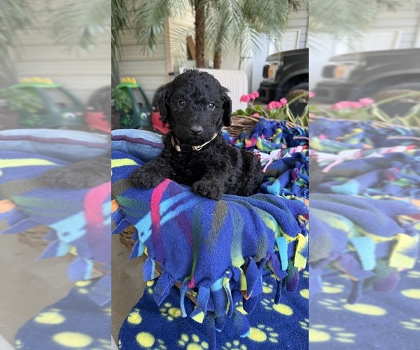 Medium Photo #3 Labradoodle Puppy For Sale in FRESNO, CA, USA