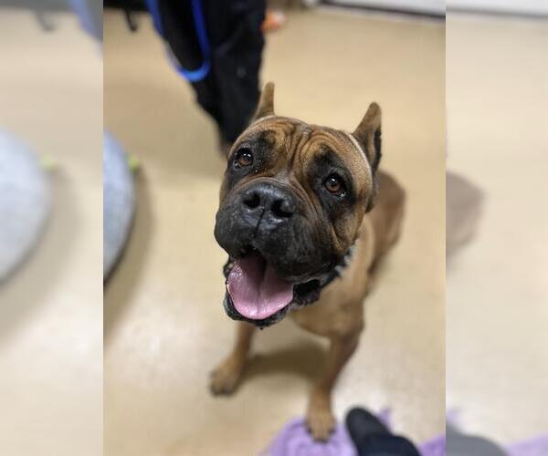 Medium Photo #1 Mastiff Puppy For Sale in Chula Vista, CA, USA