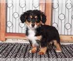 Small Photo #3 Bernedoodle (Miniature) Puppy For Sale in NAPLES, FL, USA