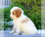 Small #2 Poodle (Miniature)