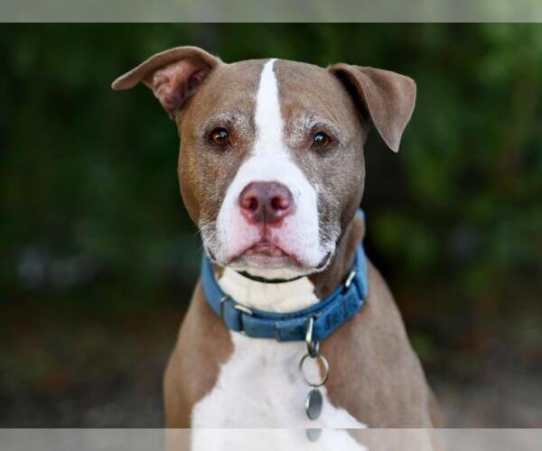 Medium Photo #1 Boxador Puppy For Sale in Tavares, FL, USA