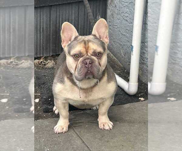 Medium Photo #1 French Bulldog Puppy For Sale in CAPE CORAL, FL, USA