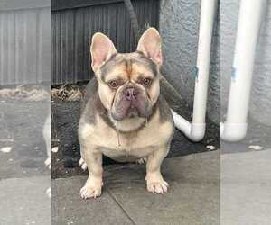 Father of the French Bulldog puppies born on 02/15/2026