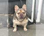Small Photo #1 French Bulldog Puppy For Sale in CAPE CORAL, FL, USA
