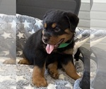 Small #15 Rottweiler