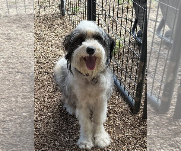 Medium Photo #3 Bearded Collie-Unknown Mix Puppy For Sale in Bolivar, MO, USA