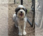 Small #2 Bearded Collie Mix
