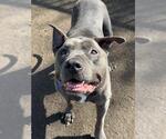 Small #2 Mutt