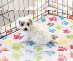 Small #1 Cavapoo (Miniature)-Poodle (Toy) Mix